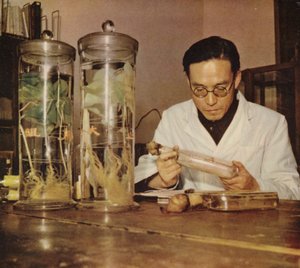 Chinesischer Agrarchemiker vom Changchun Forschungsinstitut, Volksrepublik China, 1950er Jahre