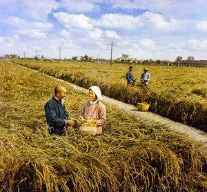 Freude über eine reiche Ernte, kommunistisches China von Chinese Photographer