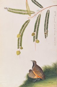 Bindenlaufhühnchen, aus Zeichnungen von Vögeln aus Malakka, ca. 1805-18 von Chinese School