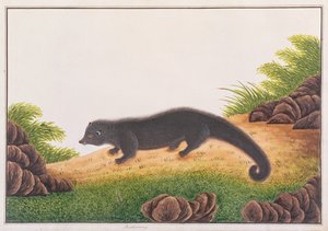 Binturong, aus Zeichnungen von Tieren, Insekten und Reptilien aus Malakka, ca. 1805-18 von Chinese School