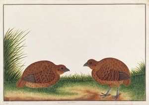 Schwarzes Rebhuhn, aus Zeichnungen von Vögeln aus Malakka, ca. 1805-18