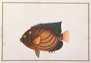 Blue-ringed Angelfish, aus Zeichnungen von Fischen aus Malakka, ca. 1805-18 von Chinese School