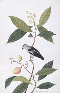 Booah Nawa Hawa, aus Zeichnungen von Vögeln aus Malakka, ca. 1805-18 von Chinese School
