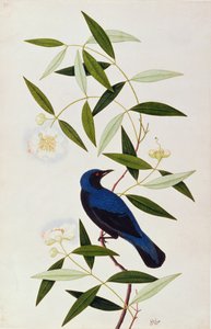 Boorah Farleeh, aus Zeichnungen von Vögeln aus Malakka, ca. 1805-18 von Chinese School