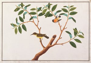 Braunkehl-Sonnenvogel und Rubinwangen-Sonnenvogel, aus Zeichnungen von Vögeln aus Malakka, ca. 1805-18