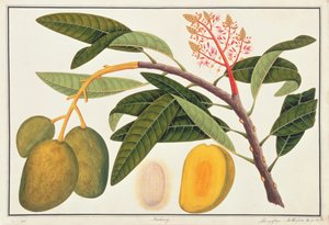 Buihang Mangifera, aus Zeichnungen von Pflanzen aus Malakka, ca. 1805-18