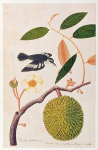 Durie zibethinus, Dorrian oder Boorong Brass Brass, aus Zeichnungen von Vögeln aus Malakka, ca. 1805-18 von Chinese School