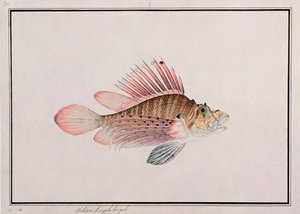 Eekan Linqah Singah, aus Zeichnungen von Fischen aus Malakka, ca. 1805-18 von Chinese School