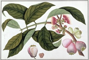 Eugenia oder Jamboo Teloie poote, aus Zeichnungen von Pflanzen aus Malakka, ca. 1805-18 von Chinese School