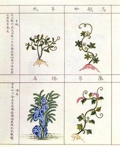 Vier Pflanzen aus einem Pen Tsao, einer Sammlung von Heilpflanzen, 18.-19. Jahrhundert von Chinese School