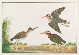 Großer Malaiensumpfläufer, aus Zeichnungen von Vögeln aus Malakka, ca. 1805-18