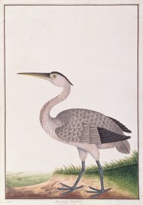 Graureiher, aus Zeichnungen von Vögeln aus Malakka, ca. 1805-18 von Chinese School