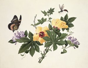 Hibiskus und Schmetterling