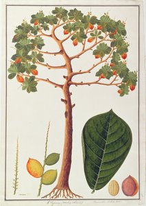 Klapang Terminalia Molucana oder Malaiische Mandel, aus Zeichnungen von Pflanzen aus Malakka