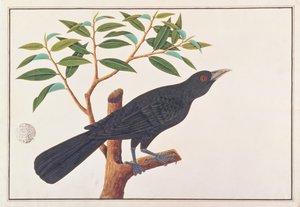 Koel, aus Zeichnungen von Vögeln aus Malakka, ca. 1805-18