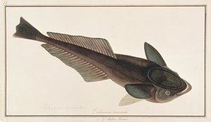 Lebender Haifischsauger, aus Zeichnungen von Fischen von Malakka, ca. 1805-18 von Chinese School