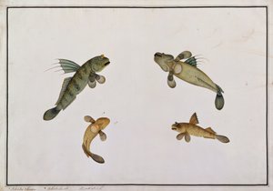 Schlammfisch, Bloodo chiena, Bloodo La-ore, aus Zeichnungen von Fischen von Malakka, ca. 1805-18 von Chinese School