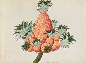 Nanas oder Ananas, aus Zeichnungen von Pflanzen aus Malakka, ca. 1805-18