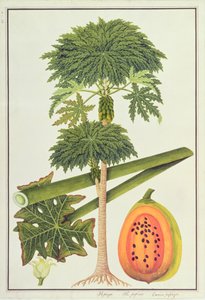 Papaya, Die Papau oder Caica Papaya, aus Zeichnungen von Pflanzen aus Malakka, ca. 1805-18 von Chinese School