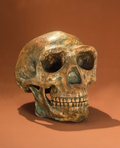 Rekonstruierter Schädel des Peking-Menschen, Höhle Choukoutien