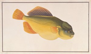 Putterfish, aus Zeichnungen von Fischen aus Malakka, ca. 1805-18
