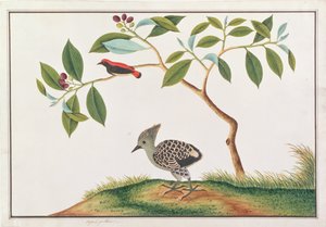 Scharlachrücken-Blütenpicker mit Grau-und-Buff-Specht, aus Zeichnungen von Vögeln aus Malakka, ca. 1805-18
