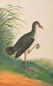 Weißbrust-Wasserhuhn, aus Zeichnungen von Vögeln aus Malakka, ca. 1805-18