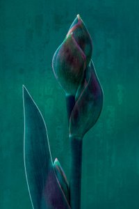 Stimmungsvolle Botanische Blüte von Chris Hamilton