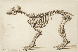 Skelett eines Hundes von der Seite von Christiaan Kramm