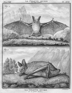 La Chauve-Souris les Ailes entendues & La Chauve-Souris sur ses quatre Jambes von Christian Friedrich Fritzsch
