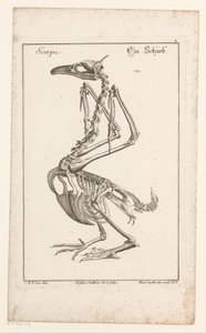 Skelett eines Kormorans
