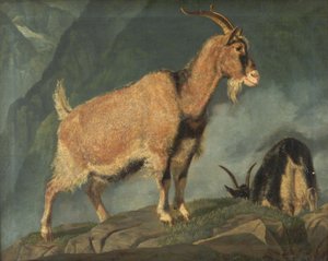 Ziegen in den Alpen von Christian Holm
