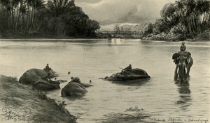 Elefanten baden im Mahaweli-Fluss, Ceylon, 1898 von Christian Wilhelm Allers