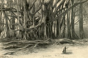 Riesige Bäume in Buitenzorg, Java, 1898