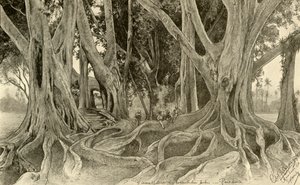 Riesige Bäume im botanischen Garten, Peradeniya, Kandy, Ceylon von Christian Wilhelm Allers