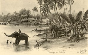 Waschen eines Elefanten im Fluss, Colombo, Ceylon, 1898 von Christian Wilhelm Allers