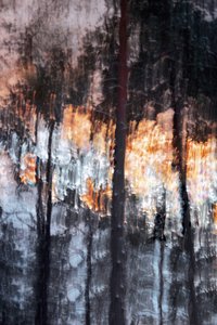Abstraktes Waldlicht