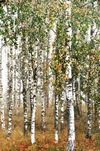 Herbst-Birkenwald von Christina Sillen