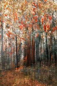 Herbstwaldglühen