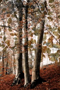 Herbstliche Waldszene von Christina Sillen