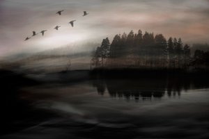 Vögel über nebligem See von Christina Sillen