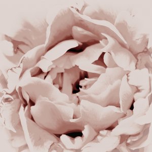Rosa Pfingstrose von Christina Sillen