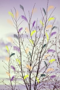 Bunte Frühlingszweige