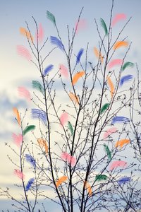 Bunte Frühlingszweige von Christina Sillen