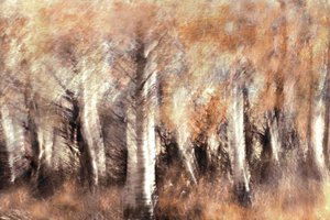 Träumende Herbstbirken von Christina Sillen