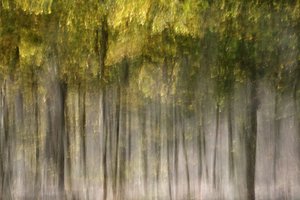 Träumender Herbstwald von Christina Sillen