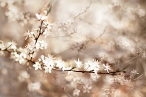 Träumige Weiße Blüten