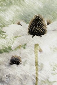 Träumerische weiße Sonnenhutblume von Christina Sillen