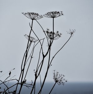Silhouetten getrockneter Pflanzen