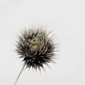 Elegante Getrocknete Distel von Christina Sillen